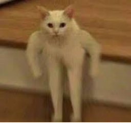 Cats 'n stuff