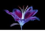 Ultara violet
