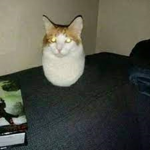 SIiced Bread