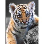 Tiger’s are the best