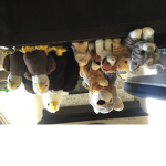 Become your favorite animal!