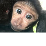 sussy monkey's group