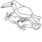 Creative Toucans