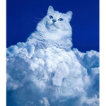 KITTTTY WITTYYYYY MAN