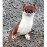 Weasel Intelligence Agency
