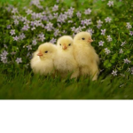 chicken._.squad