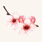 -sairikk sakura’s-