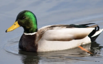 Duck_empire he he
