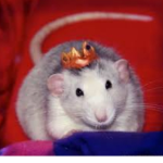 The Rats gang Welcome in my basement