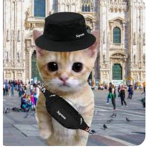 Mafia Fano italy