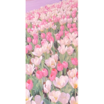 Tropical Flower Beach