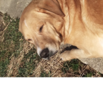 My doggo group