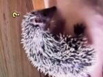 my favorite animal of all