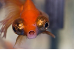 Little fishy gaming boys