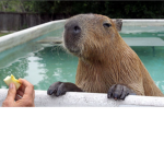 THE CAPYBARA GROUP ENCOUNTERS