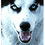 The Northwestern huskies