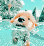 Puppy fans club!! Puppy fans ONLY! :)