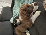 Pups my love