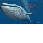 Help Save Endangered Wild Life Club