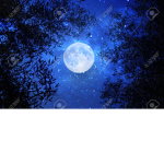 Midnight Moon Clan Group
