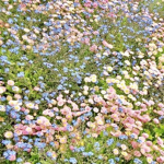 Rose petal garden