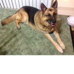 The German shepherd club