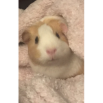 Cookie Fangroup :)