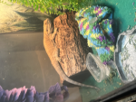 Lizard Family.