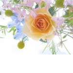 -Zoe's garden-