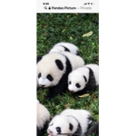 Pandas are cute!!!!!!!!!!!!!!