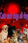 Cats and dogs all day