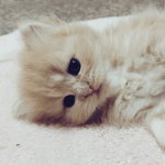 cut<3