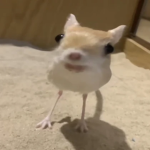 This is NOT Town