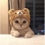 softday