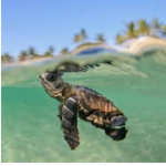 Turtle squad シ