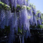 ‘:,WISTERIA’:,
