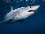 Awesome sharky!