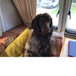 if you love your pets/family pls join this group