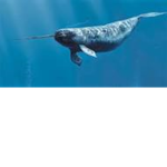 The Gay Narwhals