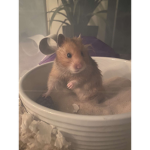hamster fans!