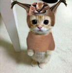 cat shark gang