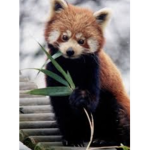 Panda rosso