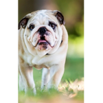 Bulldog life :D