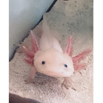 The BABY AXOLOTL CLUB
