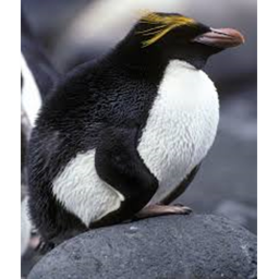 POV your being eaten by a penguin