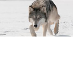 Professor_Wolf24 Fan Group