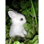 rabbit group