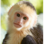 monkey luck is good