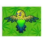 The Budgie Team