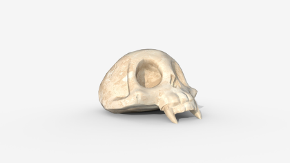 Stylized Animal Skull - Low Poly Game Ready PBR preview 1